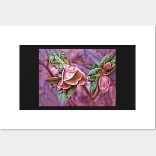 Helleborus Pink Posters and Art